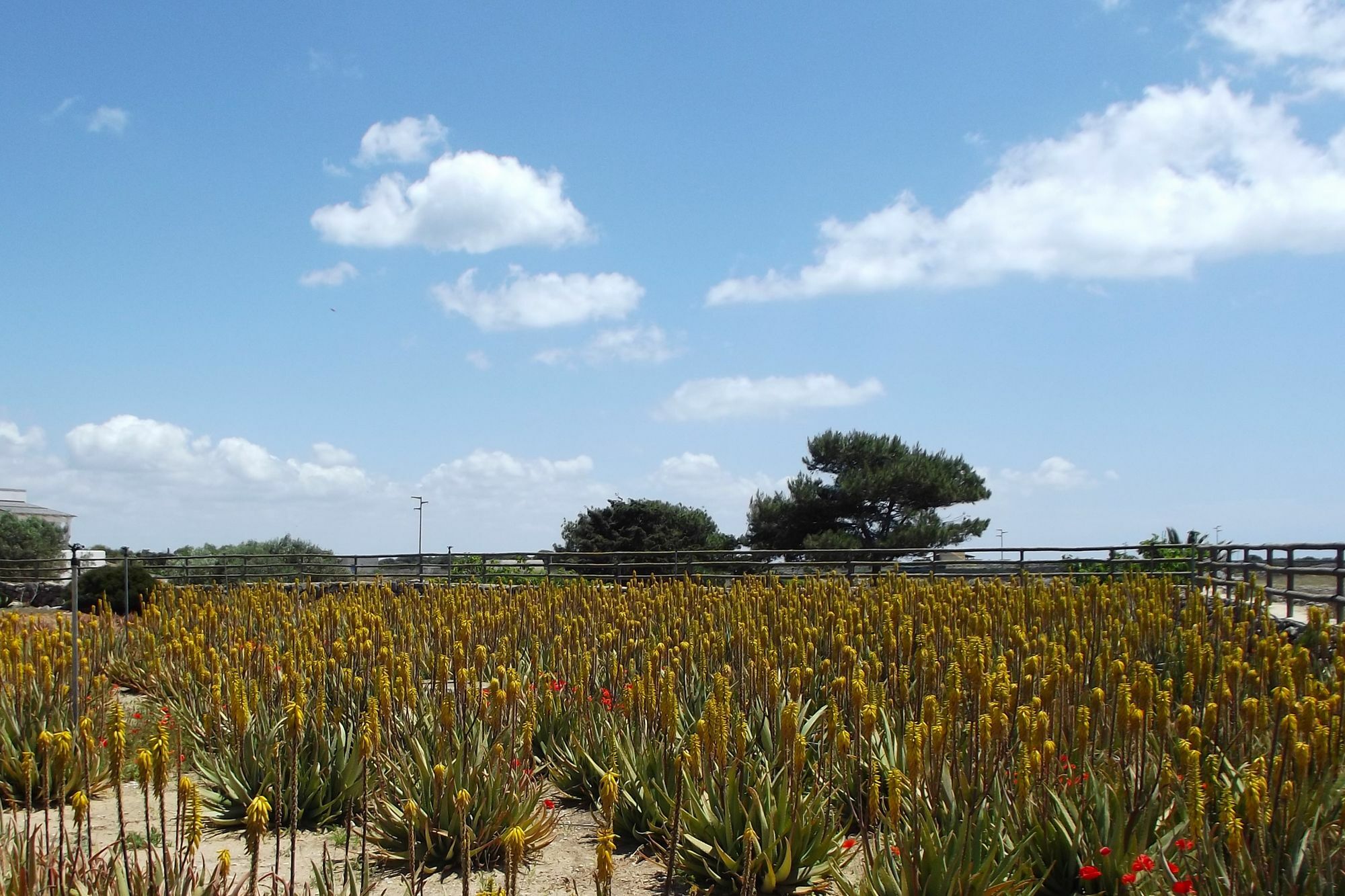 Il Giardino Delle Aloe Guest House Favignana Exterior photo